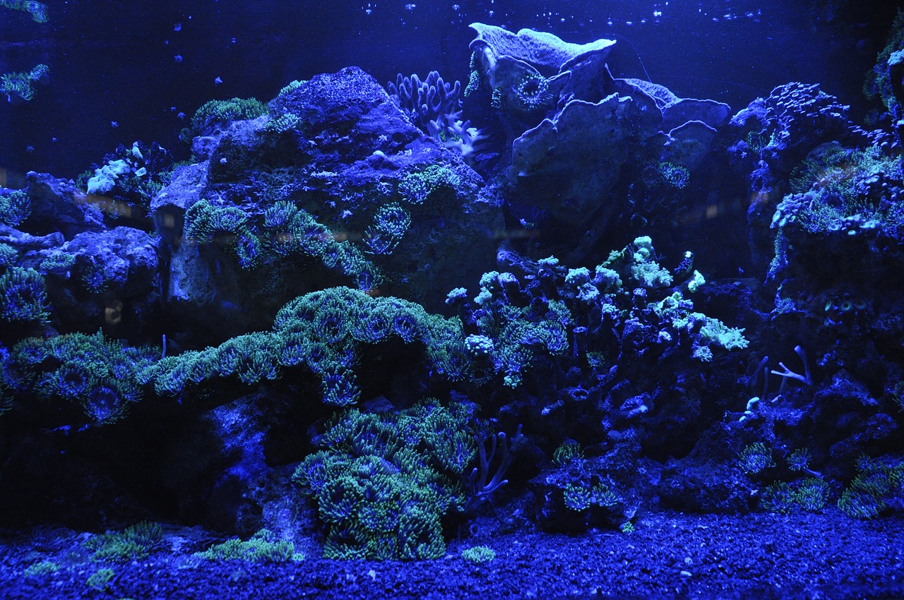 Lighting Your Coral