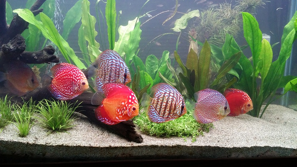 Aquarium Fish Care