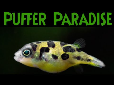 dwarf freshwater puffer fish