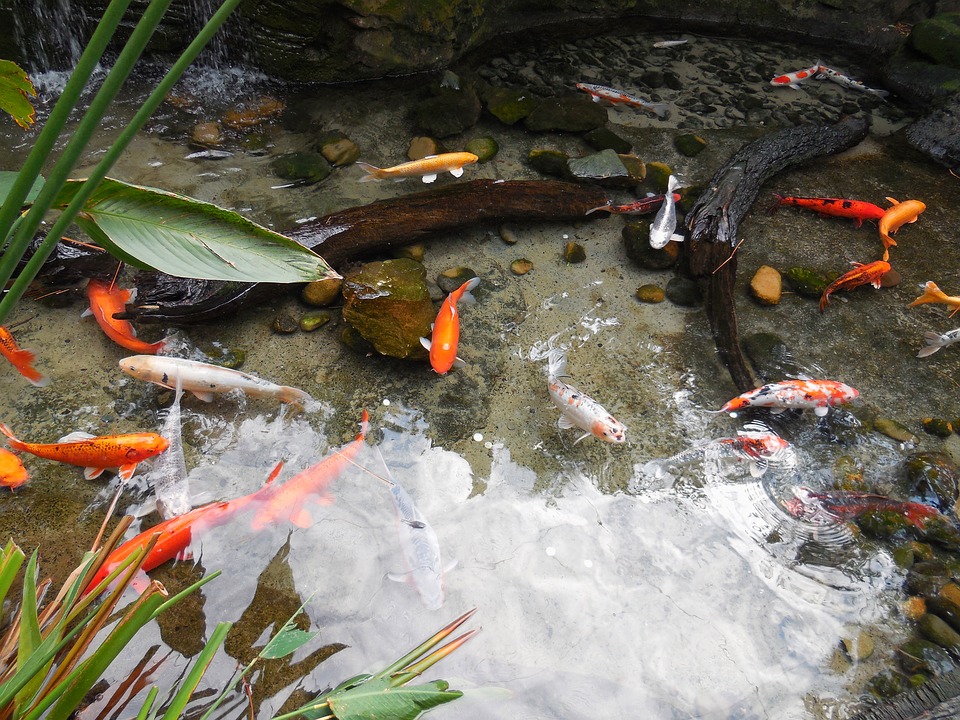 Proper Care for Your Fish Pond